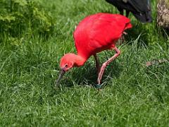 149 BIO PARC DE DOUE LA FONTAINE 4- 2016_000026